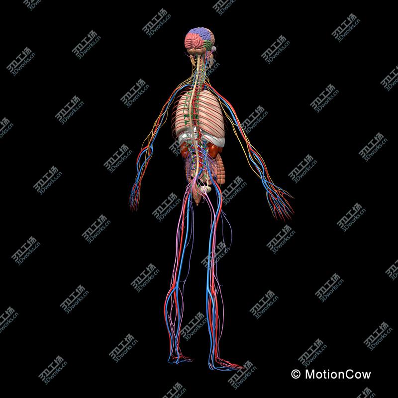 images/goods_img/20210113/Skeleton, Anatomy & Nervous System/5.jpg